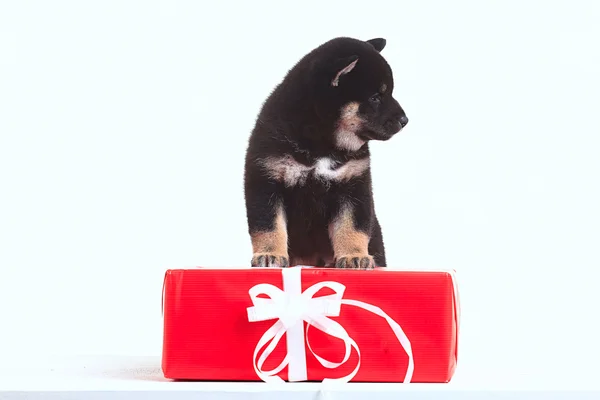 Shiba inu puppy with gift — Stock Photo, Image