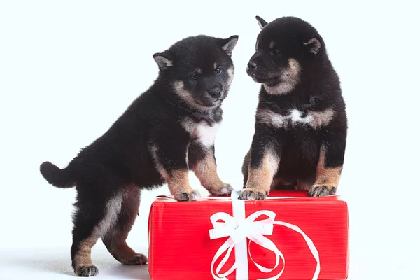 Shiba inu puppies with gift — Stock Photo, Image
