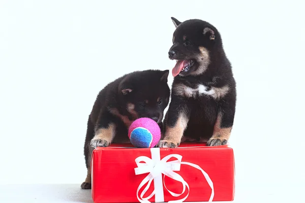 Shiba inu puppies with gift — Stock Photo, Image