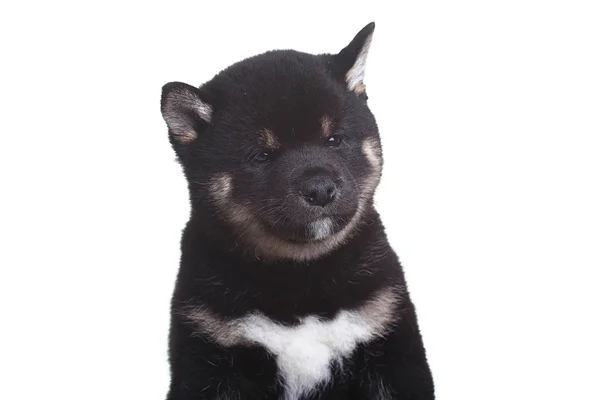 Chiot shiba inu noir — Photo