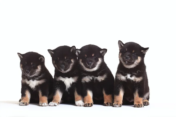 Grupo de cachorros de raza Shiba Inu —  Fotos de Stock