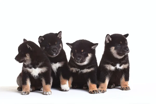 组的芝犬品种小狗 — 图库照片
