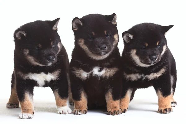 Group of Shiba Inu breed puppies — Stock Photo, Image