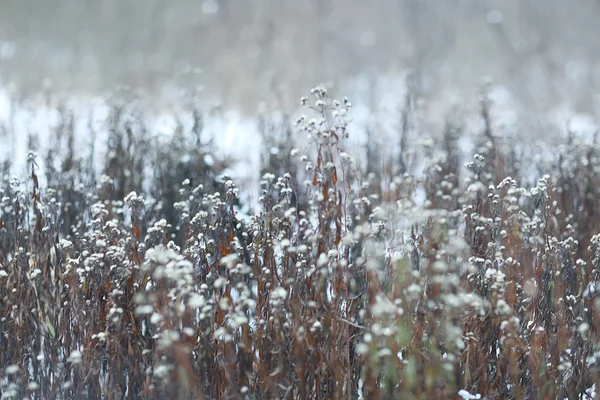 Inverno grama fundo — Fotografia de Stock
