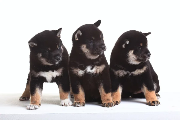 Groupe de chiots de race Shiba Inu — Photo