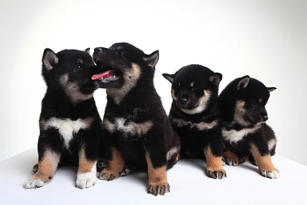 Ομάδα του Shiba Inu φυλή κουτάβια — Φωτογραφία Αρχείου