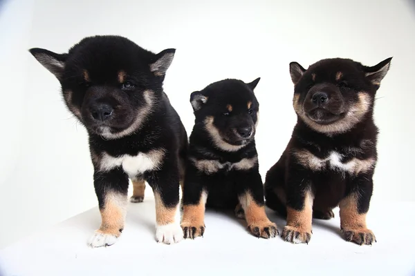 Ομάδα του Shiba Inu φυλή κουτάβια — Φωτογραφία Αρχείου