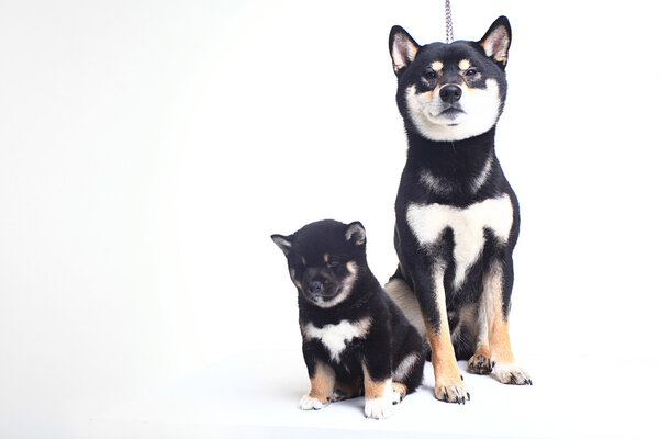 Shiba Inu dog and puppy