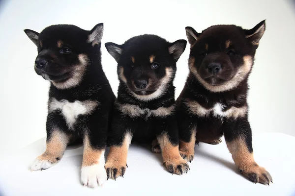 Group of Shiba Inu breed puppies — Stock Photo, Image