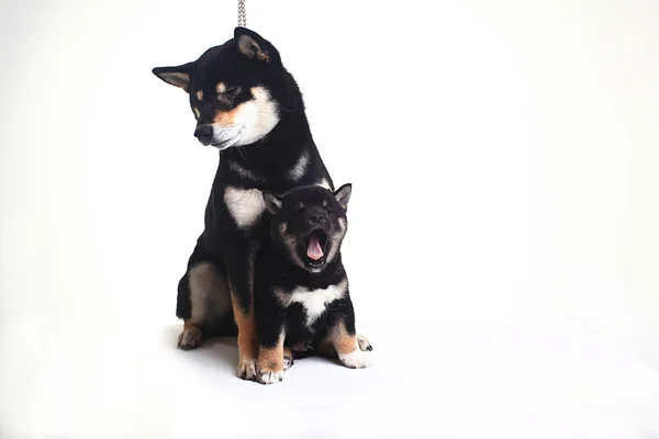 Shiba Inu dog and puppy — Stock Photo, Image