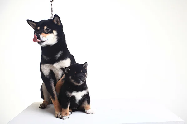 Shiba Inu dog and puppy — Stock Photo, Image