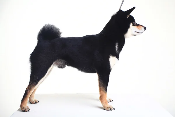 Shiba Inu  dog — Stock Photo, Image