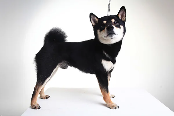 Shiba Inu  dog — Stock Photo, Image