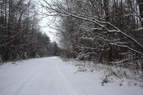 Arbres dans la forêt d'hiver — Photo