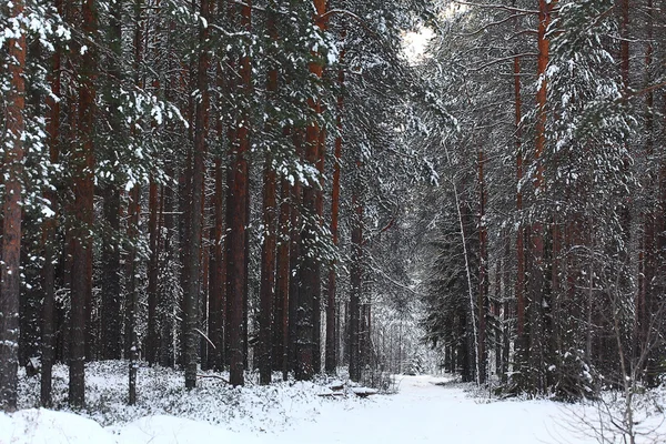 Arbres dans la forêt d'hiver — Photo