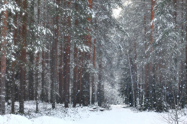 冬の森の木 — ストック写真