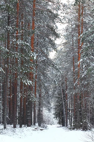 Bomen in het winterbos — Stockfoto