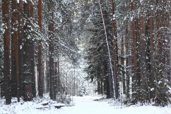 Arbres dans la forêt d'hiver — Photo