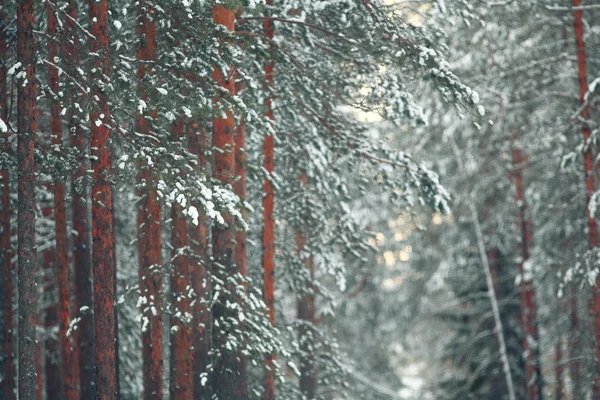 Сосны в зимнем лесу — стоковое фото