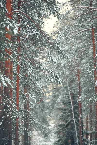Сосни в зимовому лісі — стокове фото