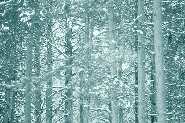 Bosque de pinos en invierno — Foto de Stock