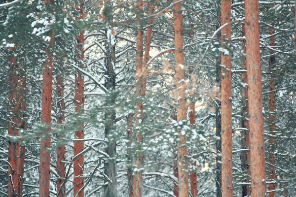 Tallar i vinter skog — Stockfoto