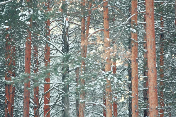 Pins dans la forêt d'hiver — Photo