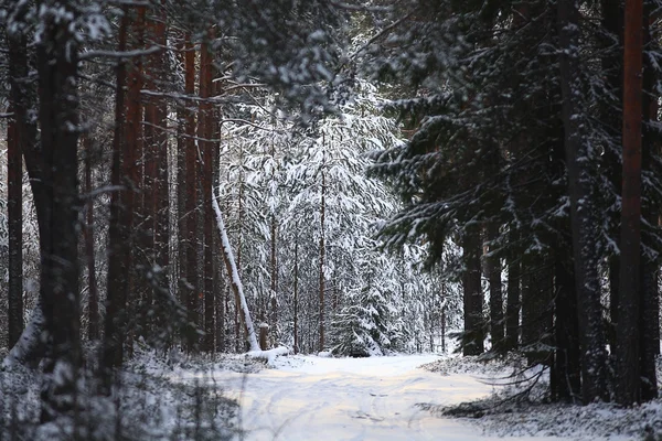 Träd i vinterskogen — Stockfoto