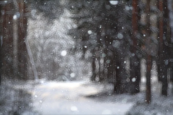 Χειμώνας δάσος φόντο — Φωτογραφία Αρχείου