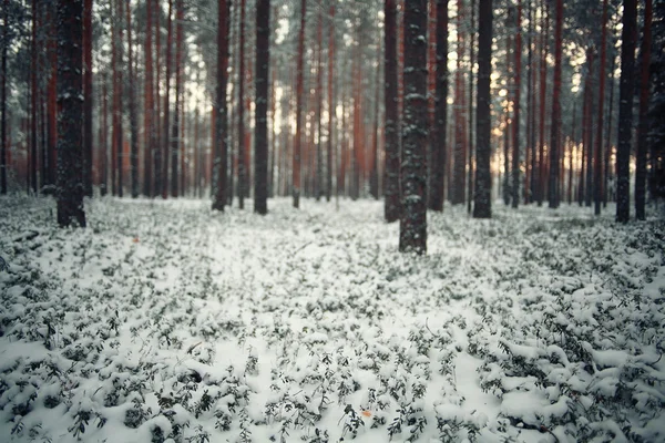 Bomen in het winterbos — Stockfoto