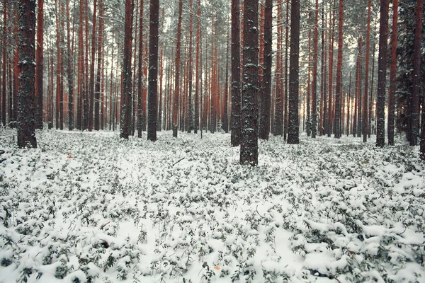 Arbres dans la forêt d'hiver — Photo