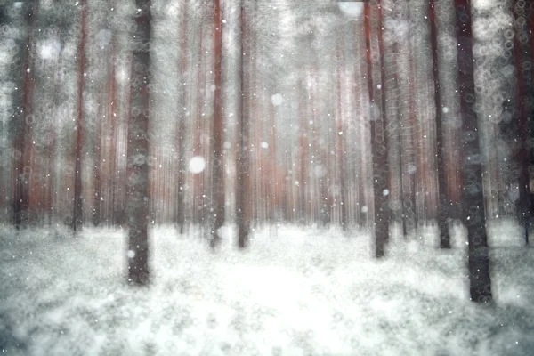 Winter forest background — Stock Photo, Image