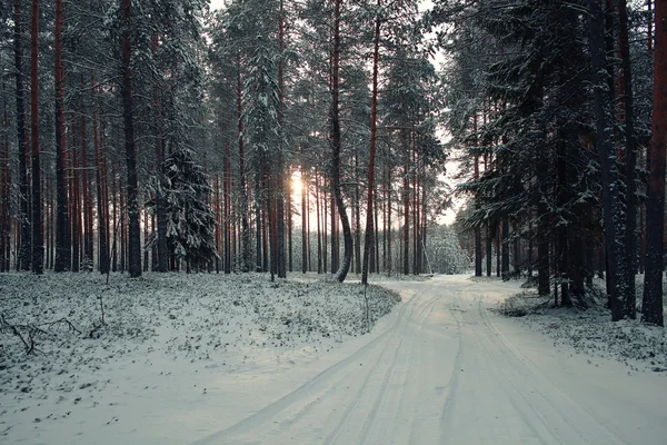 Árvores na floresta de inverno — Fotografia de Stock