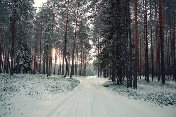 Träd i vinterskogen — Stockfoto