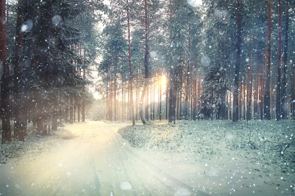 Winter forest landscape — Stock Photo, Image