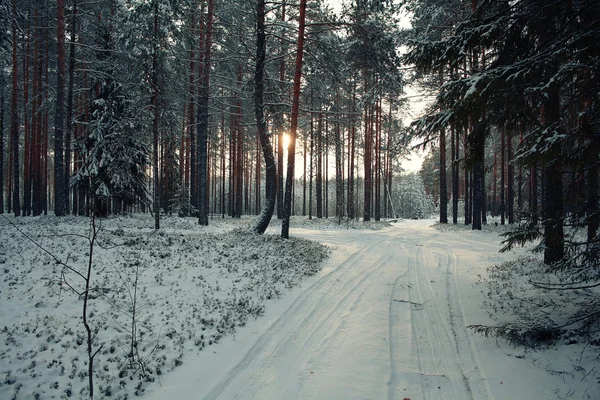 ต้นไม้ในป่าฤดูหนาว — ภาพถ่ายสต็อก
