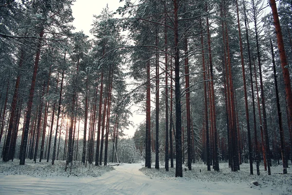 Träd i vinterskogen — Stockfoto