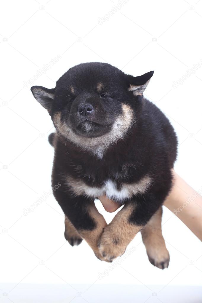 Black Shiba Inu Puppy Stock Photo C Xload