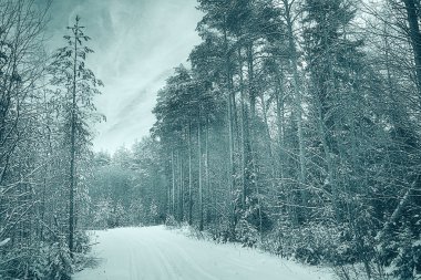 Kışın çam ormanı