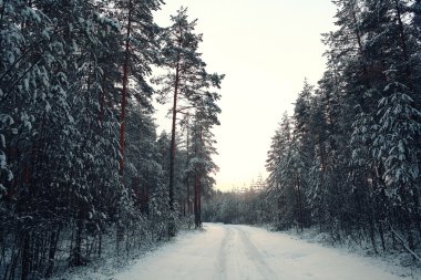 Kışın çam ormanı