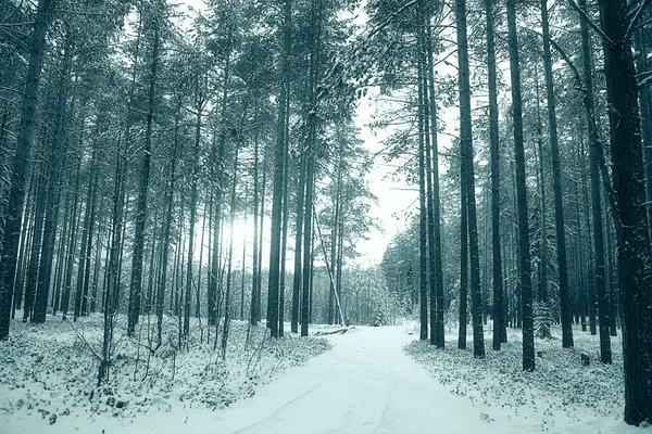 Fenyőerdő télen — Stock Fotó