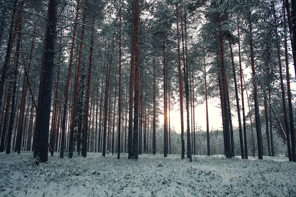 Fenyőerdő télen — Stock Fotó