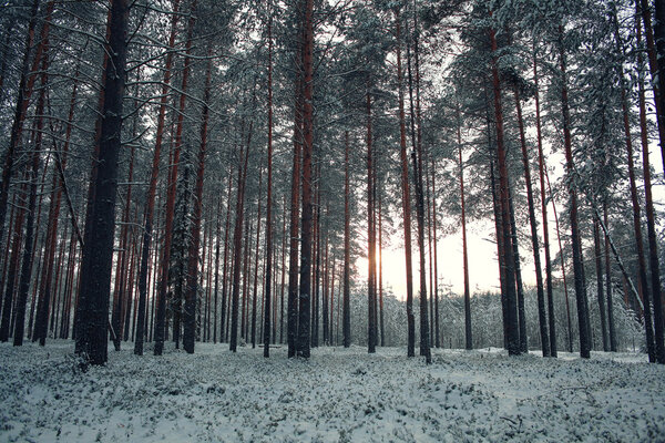 Landscape of snowy trees in frosty pine winter forest