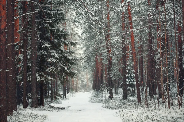 Kiefernwald im Winter — Stockfoto