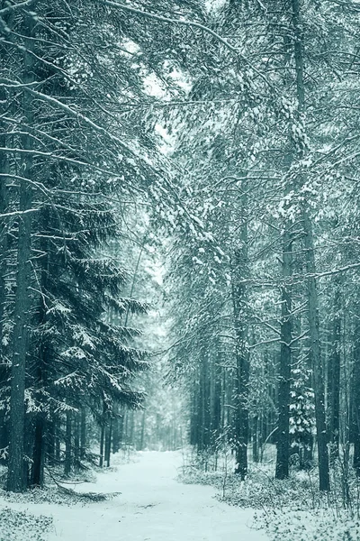 Bosque de pinos en invierno — Foto de Stock