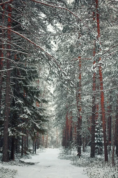 Dennenbos in de winter — Stockfoto