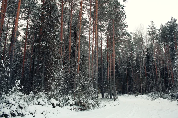 Forêt de pins en hiver — Photo