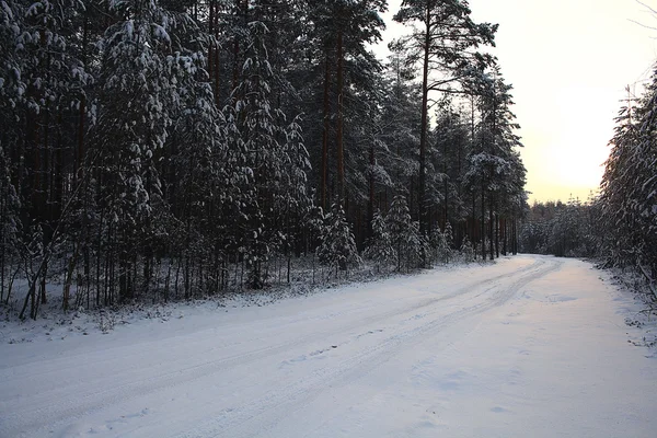 Forêt de pins en hiver — Photo