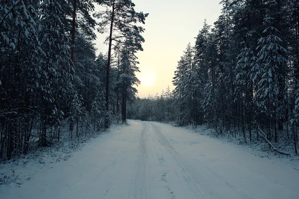 Tallskog på vintern — Stockfoto