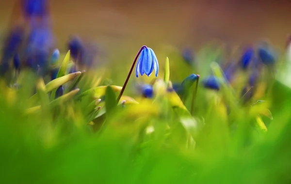 Flores de primavera azuis — Fotografia de Stock